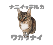 845161954