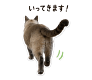 845163044