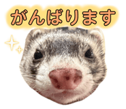 845163204