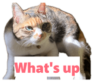 845170448