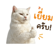 845172828