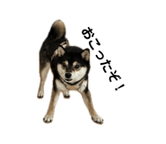 845177124