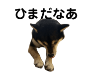 845177135