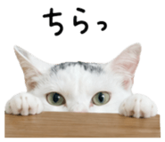 845181009