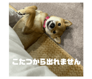 845190474
