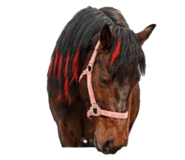 845192730