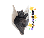 845203037