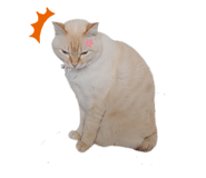 845206655