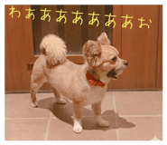 845206662