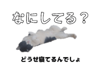 845207073
