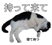 845207074