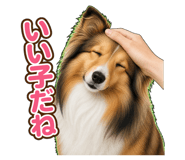 845211127