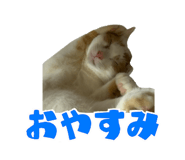 845217555