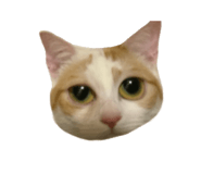 845217556