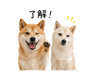 845225333