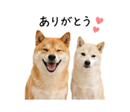 845225335
