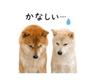845225338