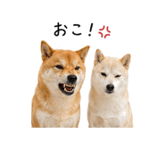 845225339