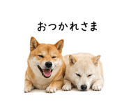 845225343