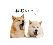 845225344