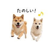 845225345