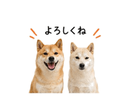 845225351