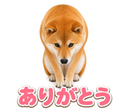 845238763