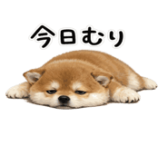 845243902