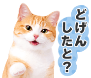 845252033