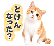 845252035