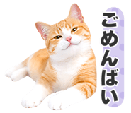 845252040