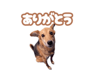 845255211
