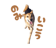 845255212