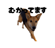 845255213