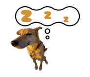 845255216