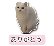 845256361