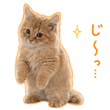 845261108