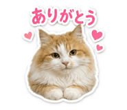 845267146