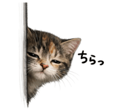 845268194