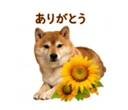 845289044
