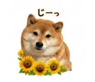 845289052