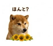845289055