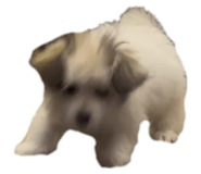 845297620
