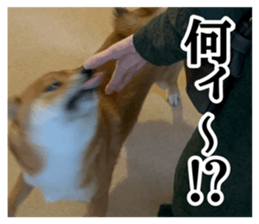 845325127