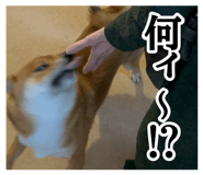 845325127