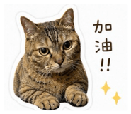 845335258