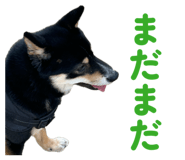 845336394