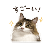 845337092