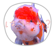 845347295