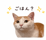 845375413